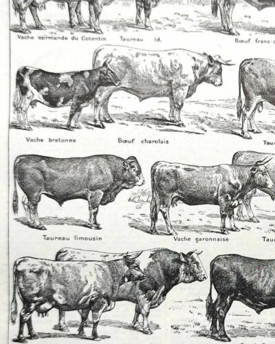Races bovines, planche zoologique 1948