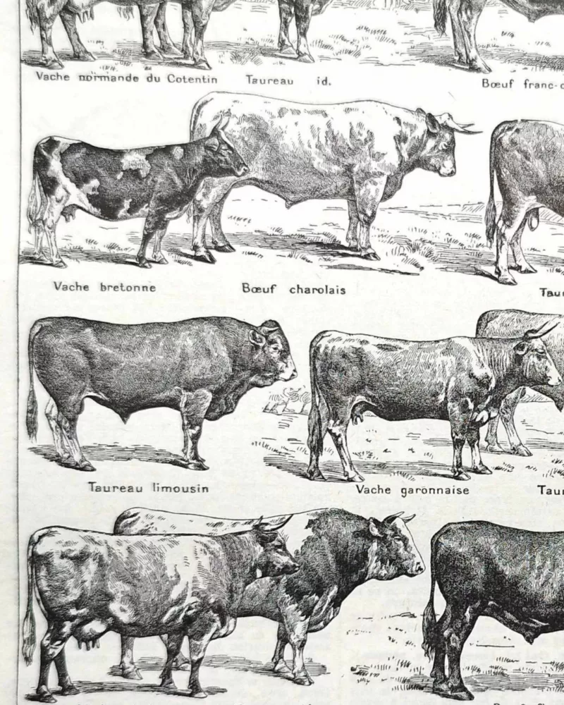 Races bovines, planche zoologique 1948 – détail de la planche ancienne