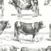 Races bovines, planche zoologique 1948