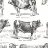 Races bovines, planche zoologique 1948 – détail de la planche ancienne