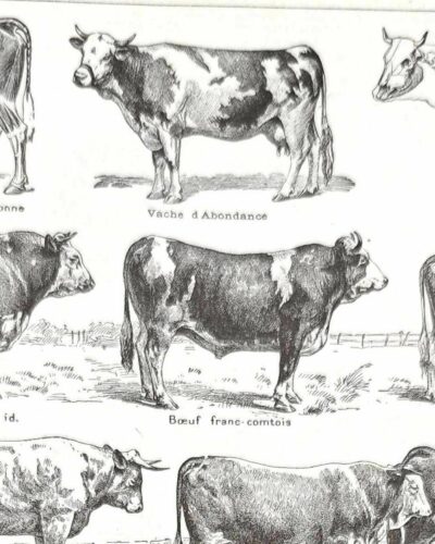 Races bovines, planche zoologique 1948