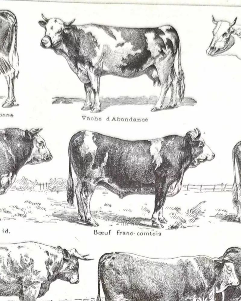 Races bovines, planche zoologique 1948 – détail de la planche ancienne