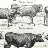 Races bovines, planche zoologique 1948