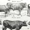 Races bovines, planche zoologique 1948 – détail de la planche ancienne