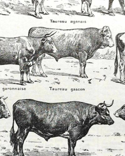 Races bovines, planche zoologique 1948