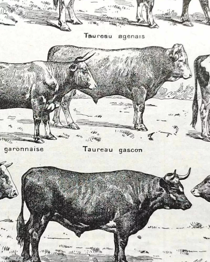 Races bovines, planche zoologique 1948 – détail de la planche ancienne