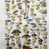 Champignons du monde, planche mycologique 1948
