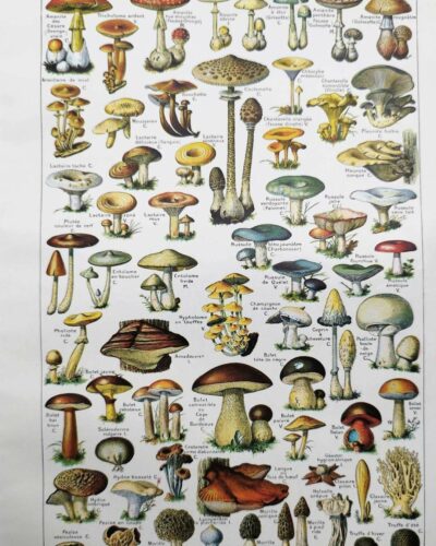 Champignons du monde, planche mycologique 1948