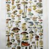 Champignons du monde, planche mycologique 1948