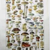 nlu1-champignons-a11 Champignons du monde, planche mycologique 1948