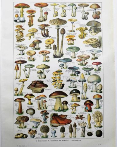 Champignons du monde, planche mycologique 1948