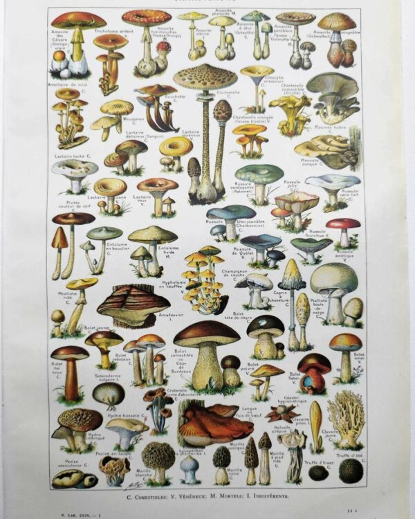 Champignons du monde, planche mycologique 1948