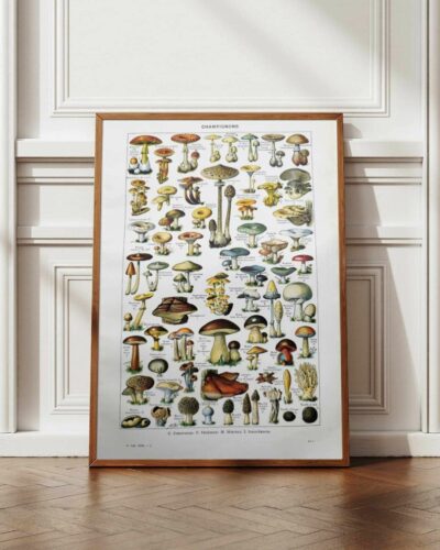 Champignons du monde, planche mycologique 1948