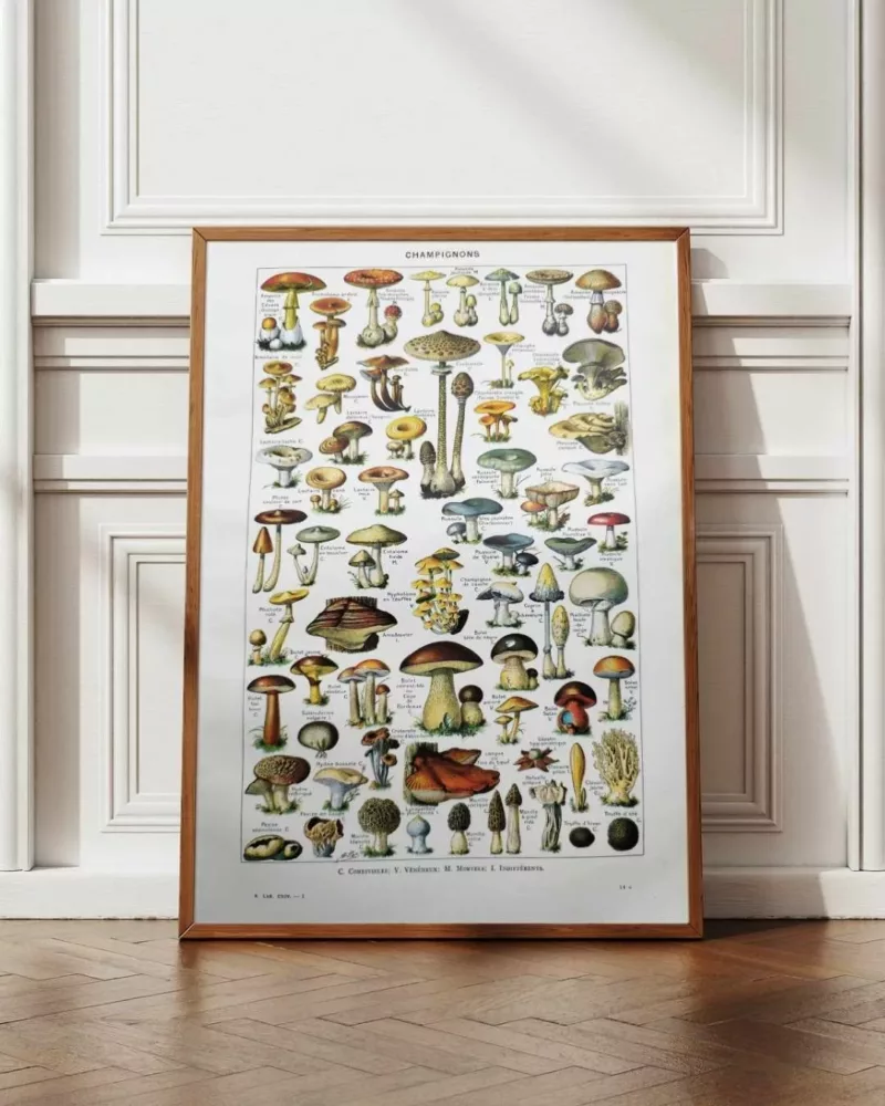 nlu1-champignons-a12 Champignons du monde, planche mycologique 1948 – planche encadrée en décoration murale