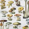 Champignons du monde, planche mycologique 1948