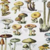 nlu1-champignons-a13 Champignons du monde, planche mycologique 1948 – détail de la planche ancienne