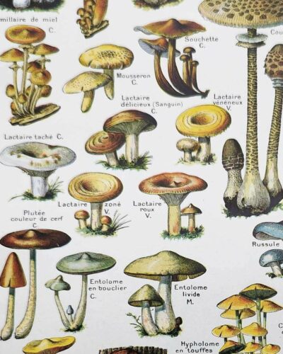 Champignons du monde, planche mycologique 1948