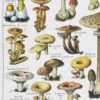 Champignons du monde, planche mycologique 1948