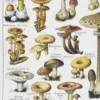 nlu1-champignons-a14 Champignons du monde, planche mycologique 1948 – détail de la planche ancienne