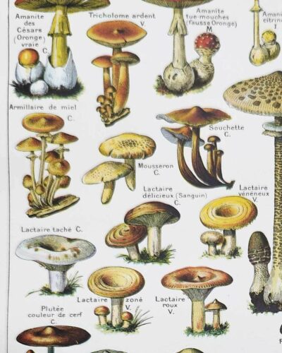 Champignons du monde, planche mycologique 1948