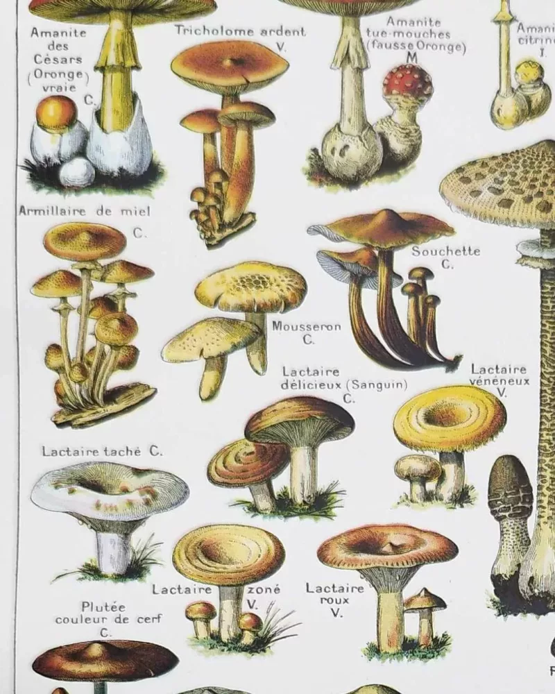 nlu1-champignons-a14 Champignons du monde, planche mycologique 1948 – détail de la planche ancienne