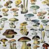 Champignons du monde, planche mycologique 1948