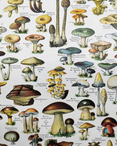 Champignons du monde, planche mycologique 1948