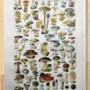 Champignons du monde, planche mycologique 1948