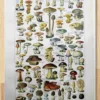 nlu1-champignons-b11 Champignons du monde, planche mycologique 1948 – planche ancienne entière