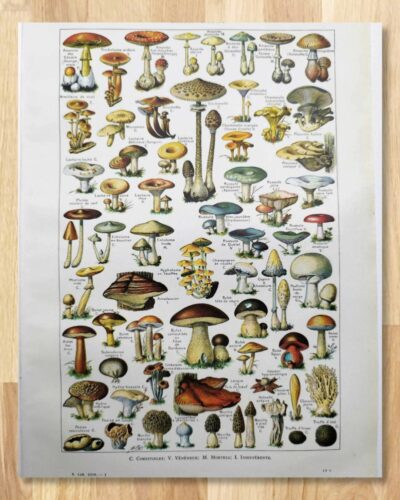Champignons du monde, planche mycologique 1948
