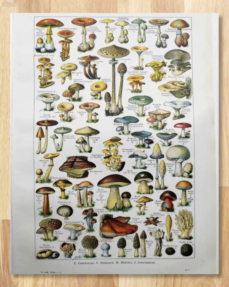 nlu1-champignons-b11 Champignons du monde, planche mycologique 1948 – planche ancienne entière
