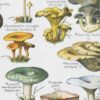 Champignons du monde, planche mycologique 1948