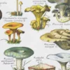 nlu1-champignons-b13 Champignons du monde, planche mycologique 1948 – détail de la planche ancienne