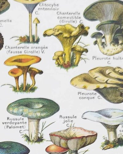 Champignons du monde, planche mycologique 1948