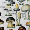 Champignons du monde, planche mycologique 1948