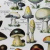 nlu1-champignons-b14 Champignons du monde, planche mycologique 1948 – détail de la planche ancienne