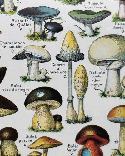 Champignons du monde, planche mycologique 1948
