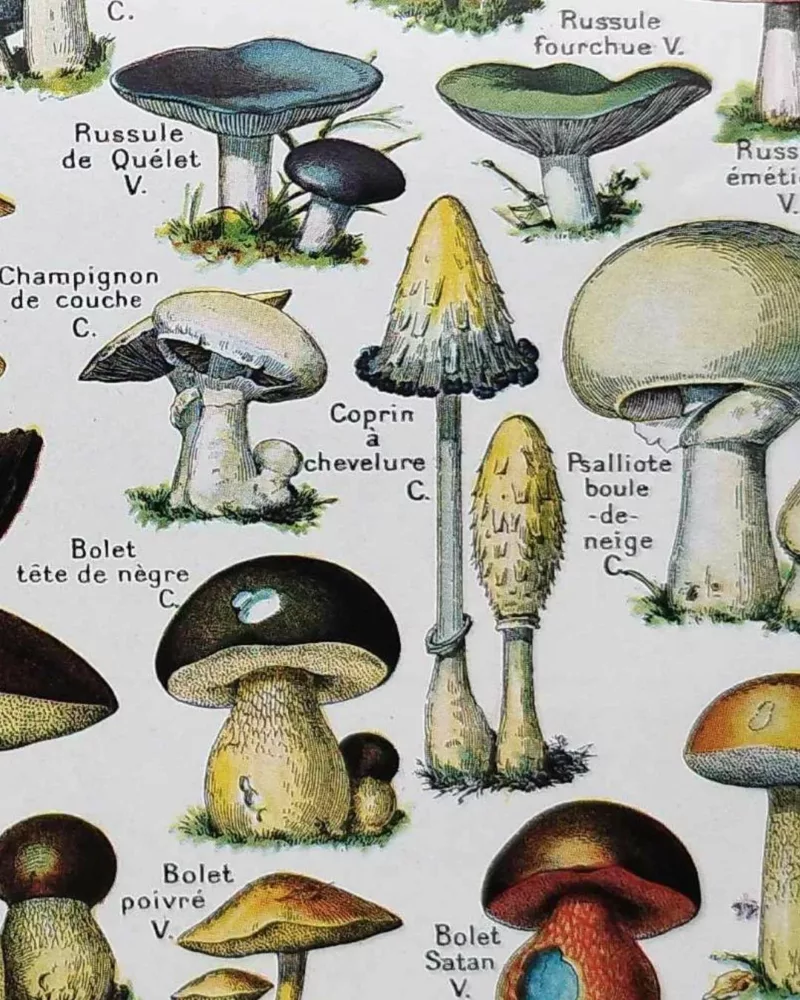 nlu1-champignons-b14 Champignons du monde, planche mycologique 1948 – détail de la planche ancienne