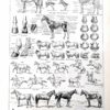 Chevaux, anatomie et races, planche zoologique 1948