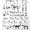 nlu1-cheval-a10 Chevaux, anatomie et races, planche zoologique 1948