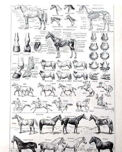 Chevaux, anatomie et races, planche zoologique 1948