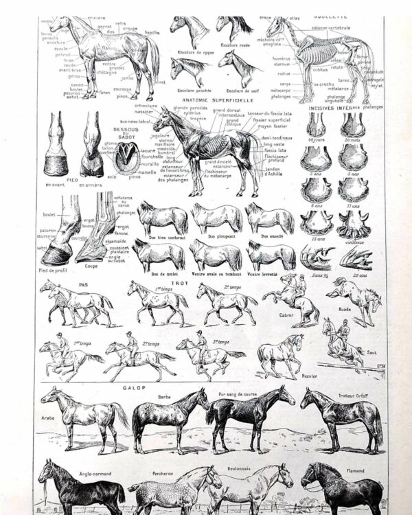 Chevaux, anatomie et races, planche zoologique 1948