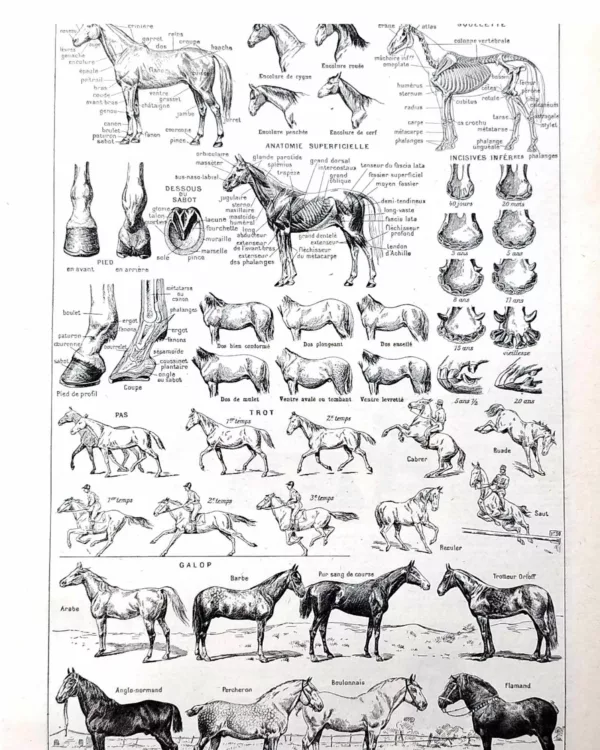 Chevaux, anatomie et races, planche zoologique 1948