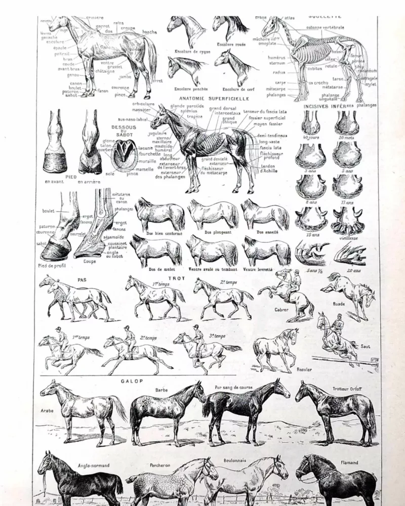 nlu1-cheval-a10 Chevaux, anatomie et races, planche zoologique 1948
