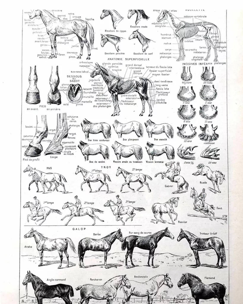 Chevaux, anatomie et races, planche zoologique 1948