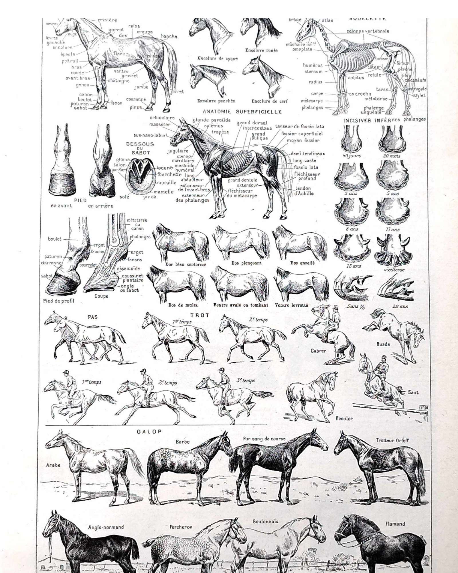 Planche ancienne de cheval encadrée dans une chambre d'enfant
