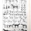 Chevaux, anatomie et races, planche zoologique 1948