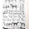 nlu1-cheval-a11 Chevaux, anatomie et races, planche zoologique 1948 – planche ancienne entière