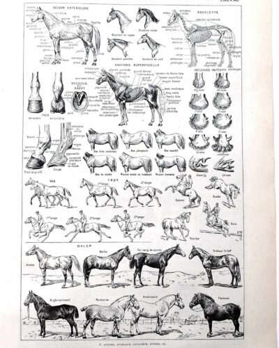 Chevaux, anatomie et races, planche zoologique 1948