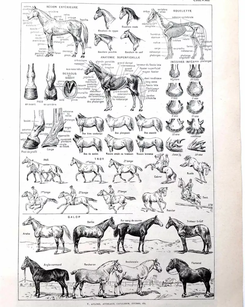 nlu1-cheval-a11 Chevaux, anatomie et races, planche zoologique 1948 – planche ancienne entière